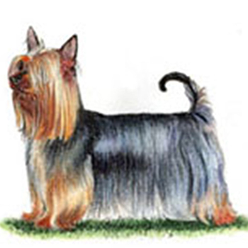 Australian Silky Terrier - Click Image to Close